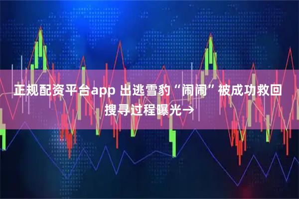 正规配资平台app 出逃雪豹“闹闹”被成功救回 搜寻过程曝光→